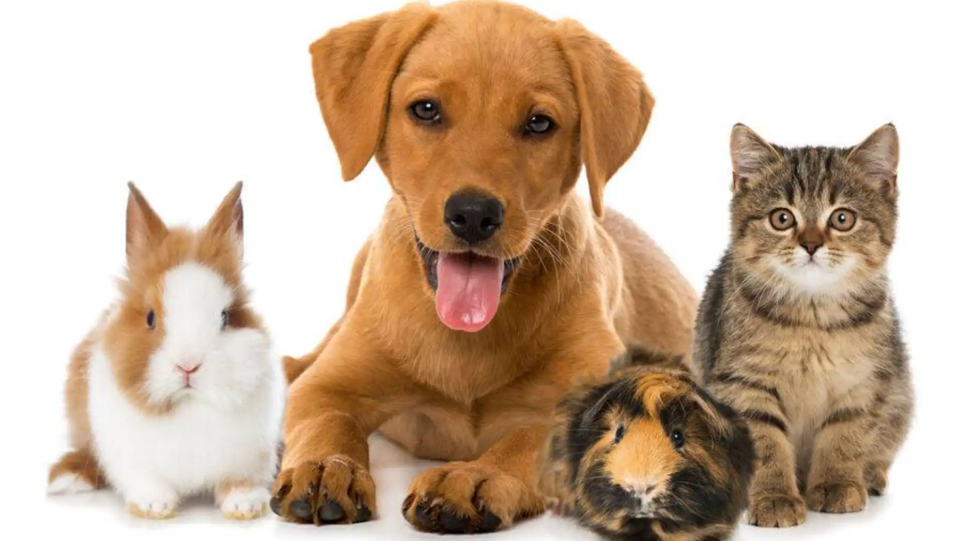 Os Pilares para o bem-estar dos pets